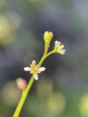 Heliophila pectinata
