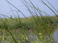 Bolboschoenus planiculmis