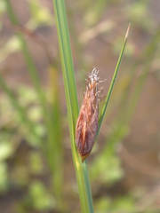 Bolboschoenus planiculmis