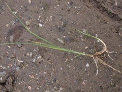 Bolboschoenus planiculmis