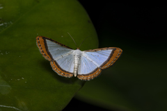 Leuciris