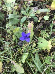 Gentianopsis ciliata
