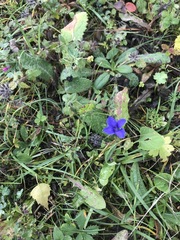 Gentianopsis ciliata