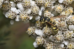 Stenodynerus blandus