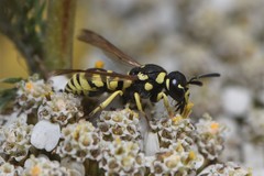 Stenodynerus blandus