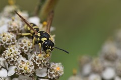 Stenodynerus blandus