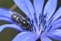 Platycheirus stegnus