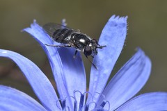 Platycheirus stegnus