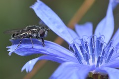 Platycheirus stegnus