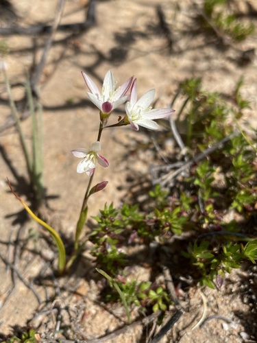 Geissorhiza erubescens