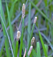 Eleocharis elegans