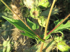 Simsia foetida