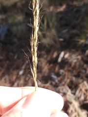 Muhlenbergia montana