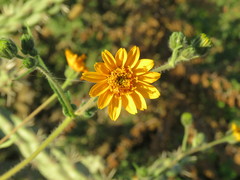 Simsia foetida