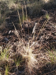 Muhlenbergia montana