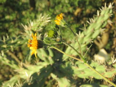Simsia foetida
