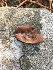 Dryomyia lichtensteinii