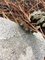 Dryomyia lichtensteinii