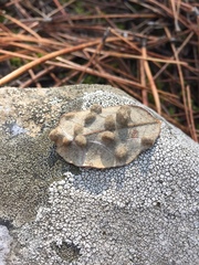 Dryomyia lichtensteinii