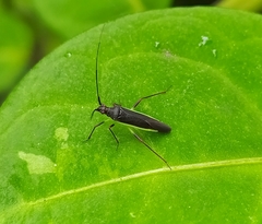 Neotropicomiris nordicus