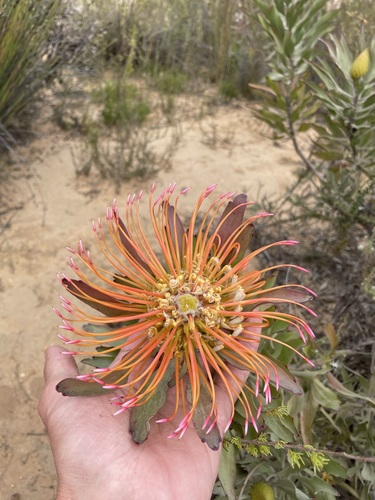 Image of Catherinewheel Pincushion (Leucospermum catherinae) by (c) Matt Berger, some rights reserved (CC BY)