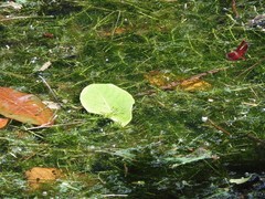 Hydrilla verticillata