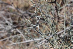 Lacomucinaea lineata