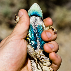 Sceloporus uniformis