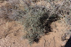 Lacomucinaea lineata