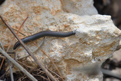 Ommatoiulus sabulosus aimatopodus