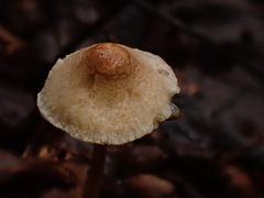 Lepiota felina