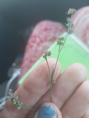 Bupleurum tenuissimum