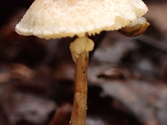 Lepiota felina