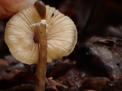 Lepiota felina