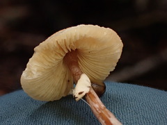 Lepiota felina