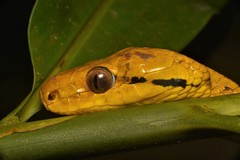 Boiga cynodon
