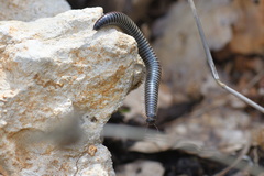 Ommatoiulus sabulosus aimatopodus