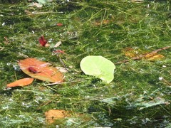 Hydrilla verticillata
