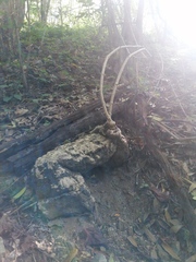 Ibervillea hypoleuca