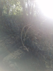 Ibervillea hypoleuca