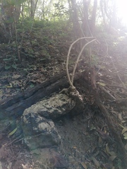 Ibervillea hypoleuca