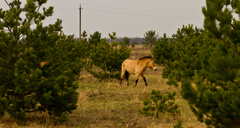 Equus ferus przewalskii
