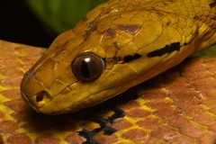 Boiga cynodon