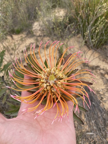 Image of Leucospermum catherinae by (c) Matt Berger, some rights reserved (CC BY)