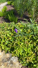 Ruellia simplex