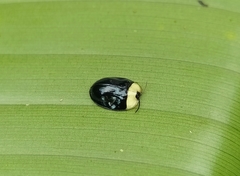 Imatidium thoracicum