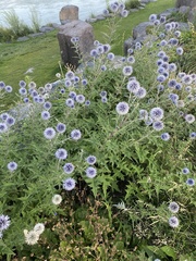 Echinops