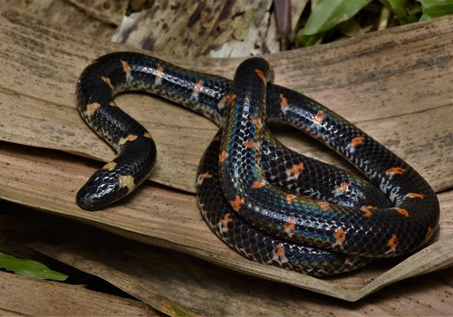 Photo of a Red-tailed Pipe Snake (Cylindrophis ruffus)