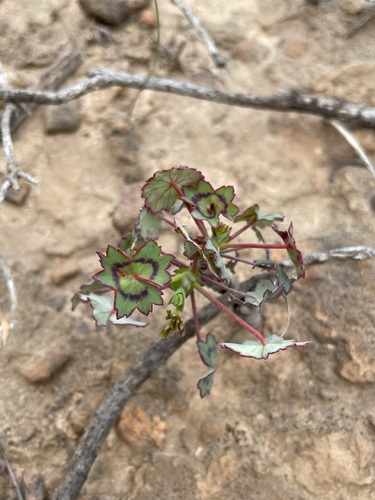 Image of Pelargonium tabulare by (c) Matt Berger, some rights reserved (CC BY)