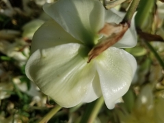Yucca gloriosa